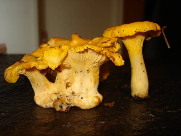 girolles.jpg